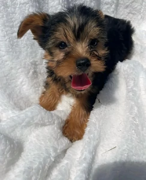 Yorkshire Terrier cuccioli 