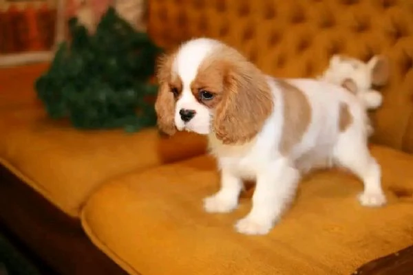 Cavalier King Charles Spaniel 
