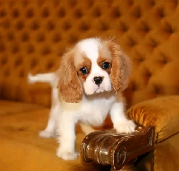 Cavalier King Charles Spaniel  | Foto 1