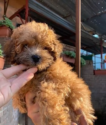 Barboncine Toy ORIGINALI | Foto 1