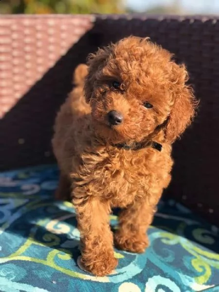 Barboncine Toy ORIGINALI