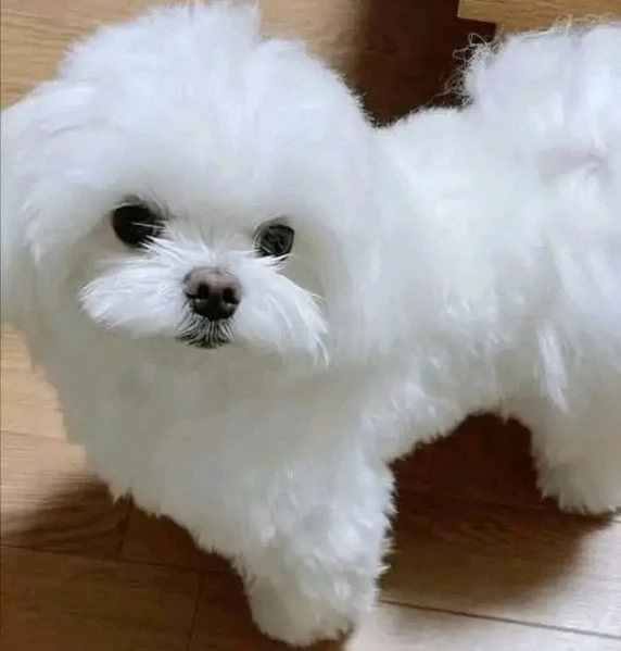 cuccioli maltesi