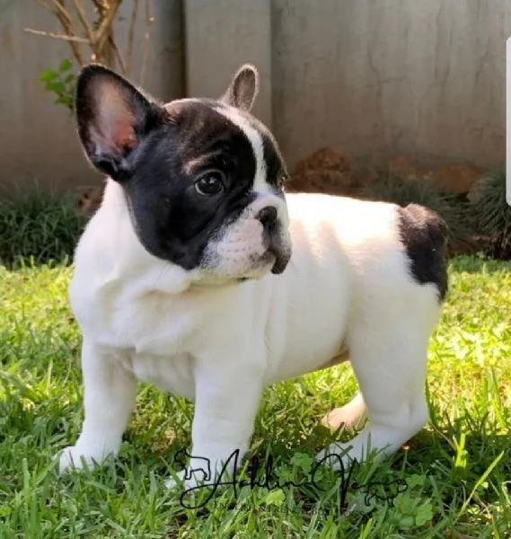 regalo Bouledogue Francese disponibili