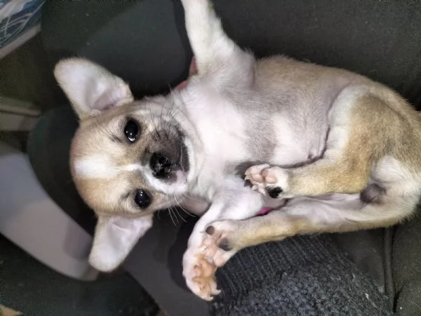 Cuccioli Chihuahua  | Foto 3