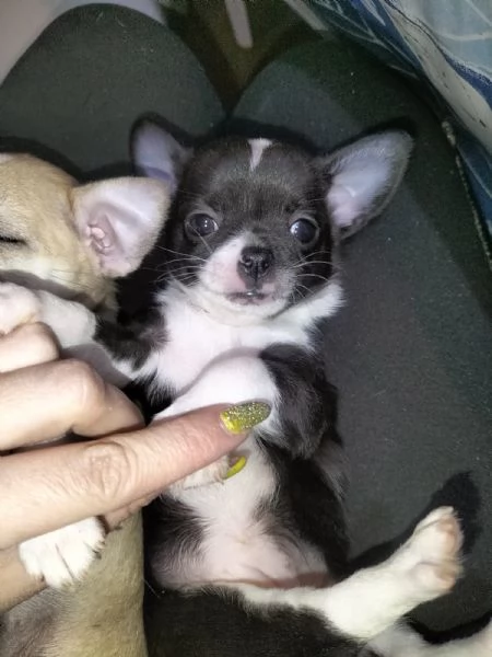 Cuccioli Chihuahua  | Foto 0