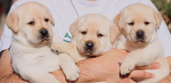 cuccioli di labrador | Foto 4