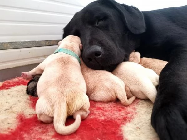 cuccioli di labrador | Foto 3