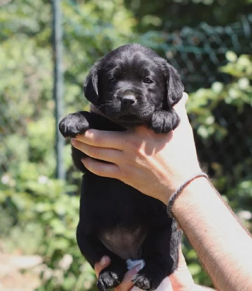 cuccioli di labrador | Foto 2