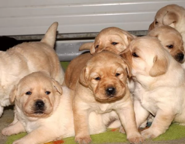 cuccioli di labrador | Foto 0