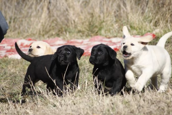 cuccioli di labrador