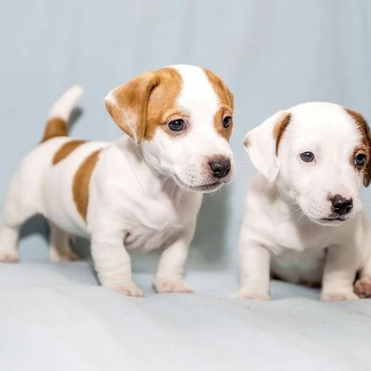 cucciolo di jack russel