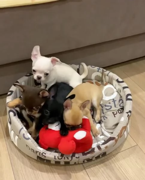Regalo cuccioli di chihuahua