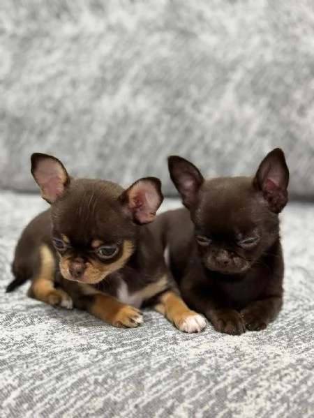Regalo cuccioli di chihuahua | Foto 1