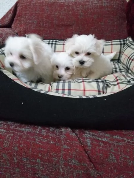 Regalo cuccioli maltesi
