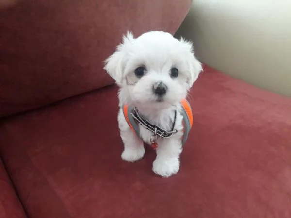 Regalo cuccioli maltesi | Foto 2