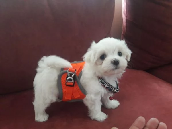 Regalo cuccioli maltesi | Foto 1
