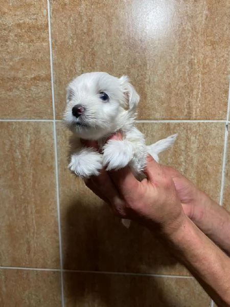 Regalo cuccioli maltesi | Foto 0