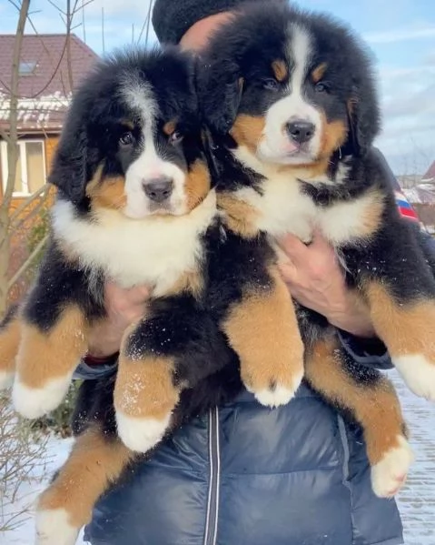 Simpatici cuccioli di montagna bernese 