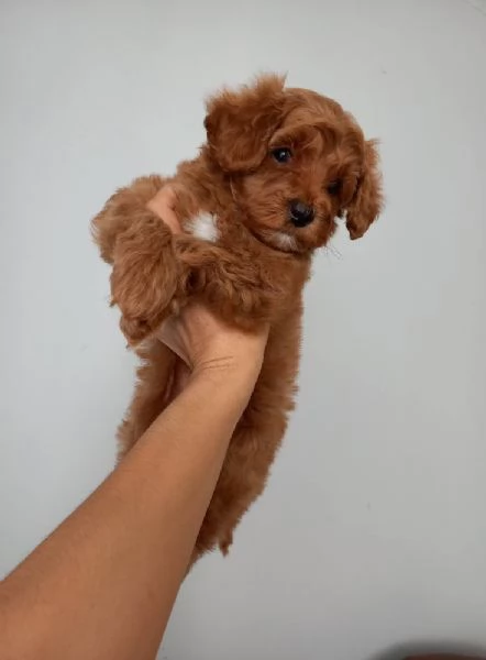 Cucciola barboncino teacup peso definitivo 11kg