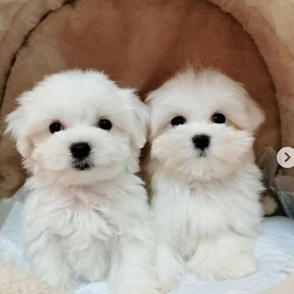 cuccioli di maltesi mini toy 