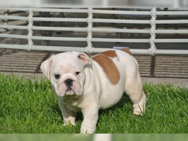 Cuccioli di Bulldog inglese sono molto speciali cercano una nuova casa | Foto 3