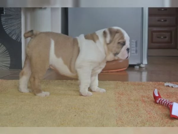Cuccioli di Bulldog inglese sono molto speciali cercano una nuova casa | Foto 2