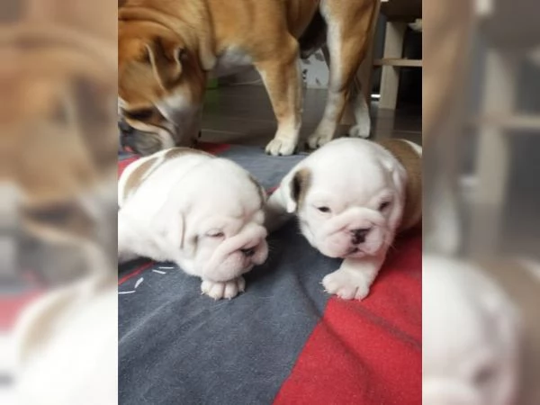 Cuccioli di Bulldog inglese sono molto speciali cercano una nuova casa | Foto 1