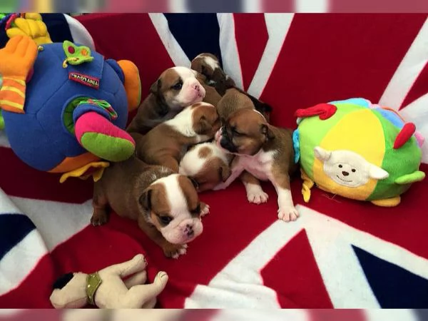 Cuccioli di Bulldog inglese sono molto speciali cercano una nuova casa | Foto 0