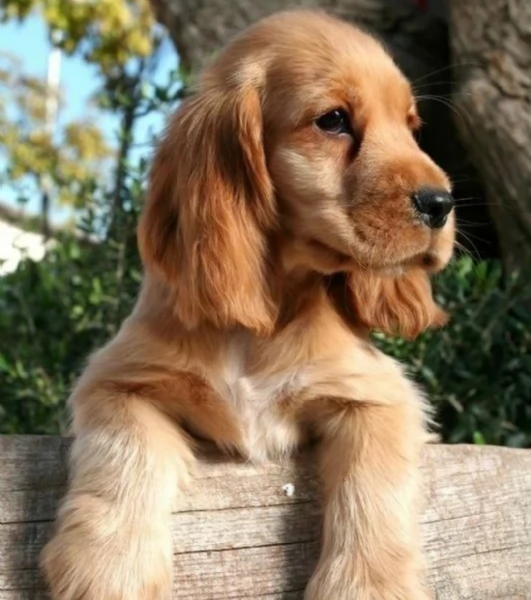 Regalo cucciolo di coker spaniel  | Foto 0