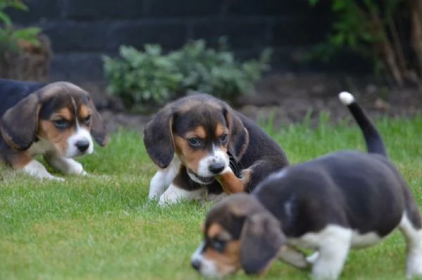 Beagle cuccioli Tricolore | Foto 2