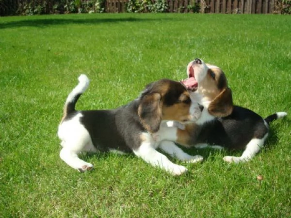 Beagle cuccioli Tricolore