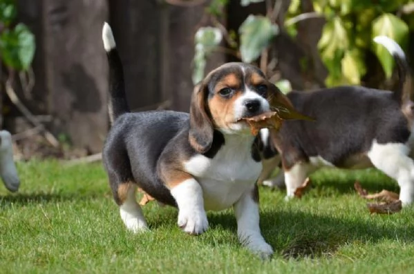 Beagle cuccioli Tricolore | Foto 1