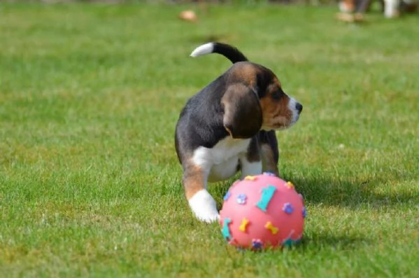 Beagle cuccioli Tricolore | Foto 0