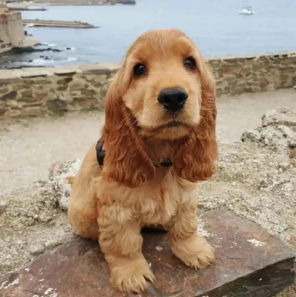 Regalo cucciolo di coker spaniel regalo cuccioli I cuccioli vengono forniti con svezzamento primo v