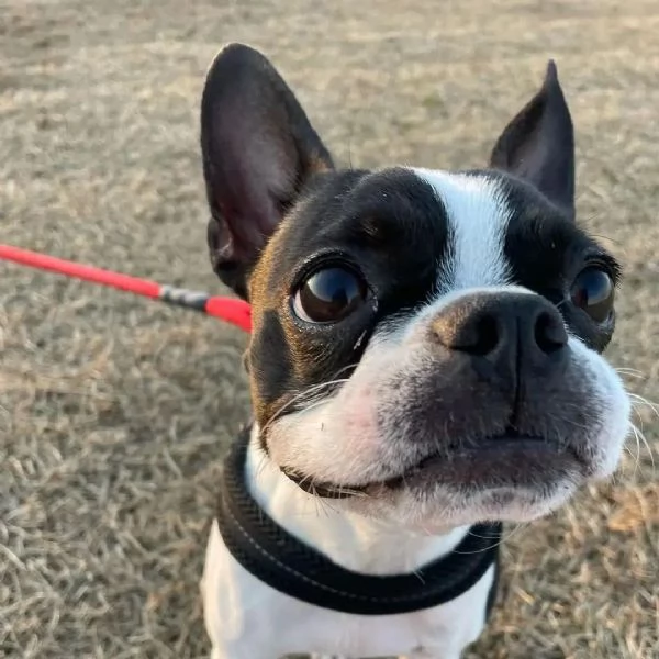 regarlo cuccioli di boston terrier bellissima cucciolata cerca una nuova famiglia 4 maschi e 3 femm