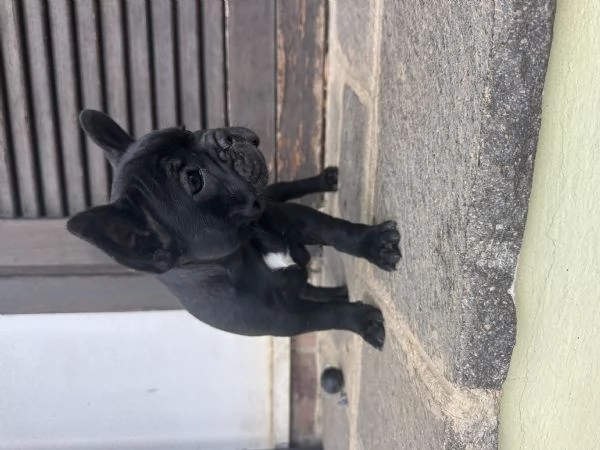 bulldog francese nero