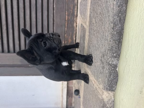 bulldog francese nero | Foto 4