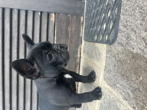 bulldog francese 