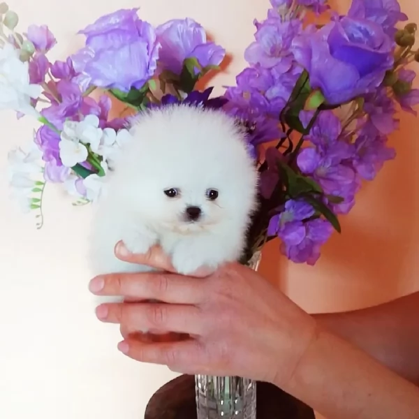 Bellissimi cuccioli di Pomerania bianchi e morbidi pronti per partire | Foto 2