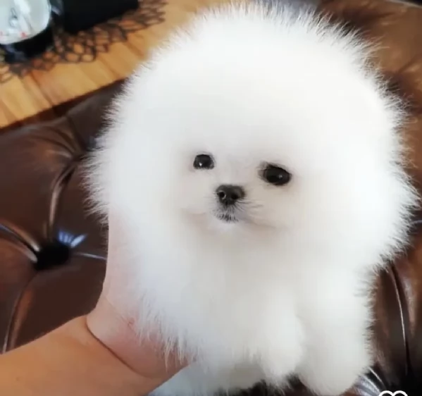 Bellissimi cuccioli di Pomerania bianchi e morbidi pronti per partire | Foto 1