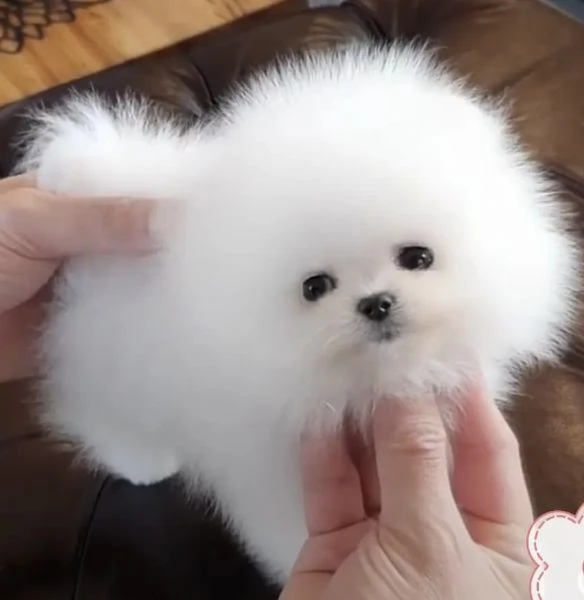 Bellissimi cuccioli di Pomerania bianchi e morbidi pronti per partire