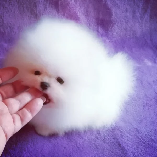 Bellissimi cuccioli di Pomerania bianchi e morbidi pronti per partire | Foto 0