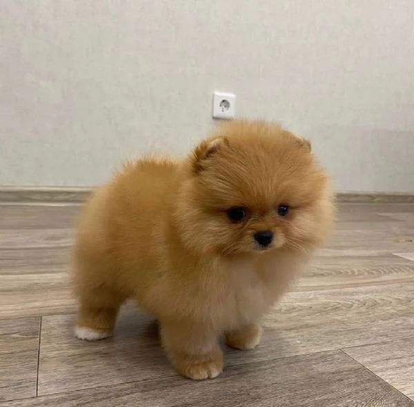 Cuccioli Volpino di Pomerania  Spitz nano Tedesco | Foto 0