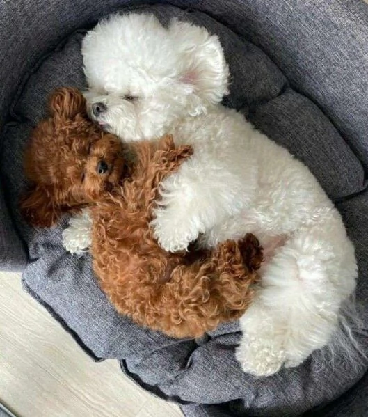 Barboncino nano cuccioli | Foto 6