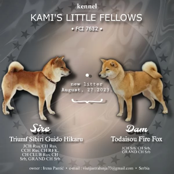 Shiba Inu cuccioli in vendita