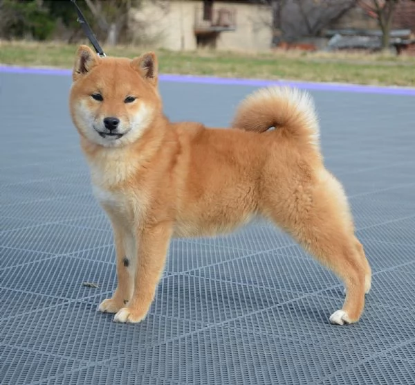 Shiba Inu cuccioli in vendita | Foto 6