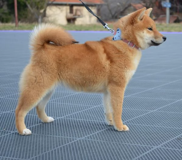Shiba Inu cuccioli in vendita | Foto 5