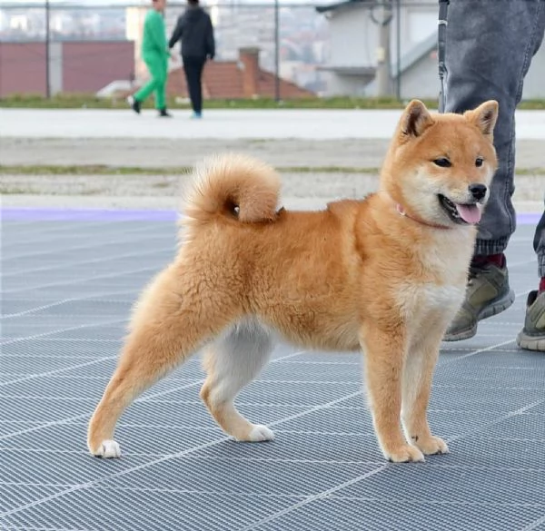 Shiba Inu cuccioli in vendita | Foto 4