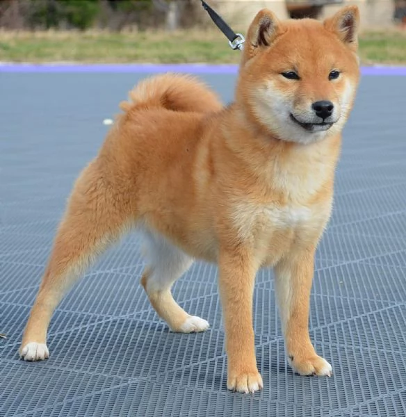 Shiba Inu cuccioli in vendita | Foto 3