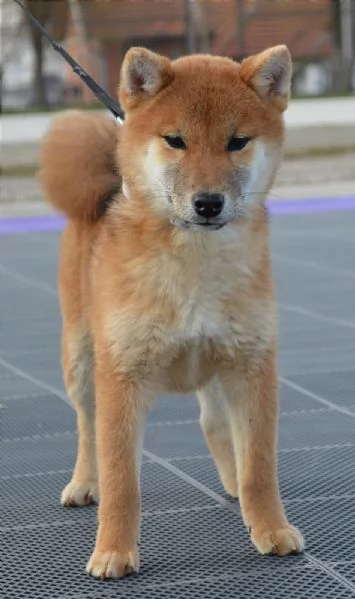 Shiba Inu cuccioli in vendita | Foto 1